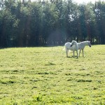 La Normandie : terre du cheval